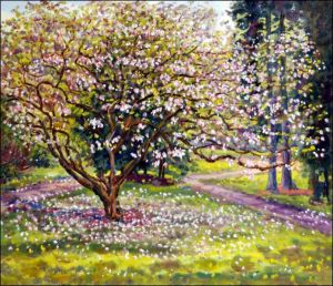 Magnolia in Jiinky Park, 2010, oil on canvas panel  (60x70) 